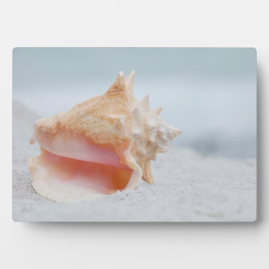 Conch Shell Fotoplaat (voorkant)