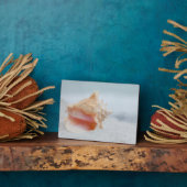Conch Shell Fotoplaat (Zijkant)