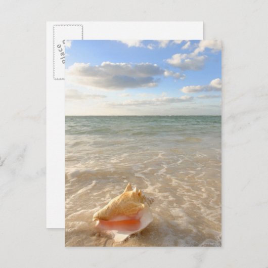 Conch Shell in zand op tropisch strand Briefkaart (Voorkant / Achterkant)