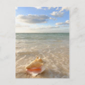 Conch Shell in zand op tropisch strand Briefkaart (Voorkant)