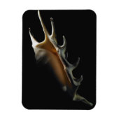 Conch shell magneet (Verticaal)
