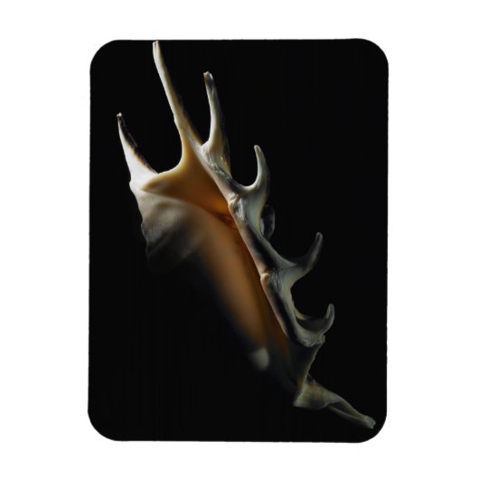 Conch shell magneet (Verticaal)