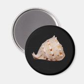 Conch Shell Magnet Magneet (Voorkant / Achterkant)