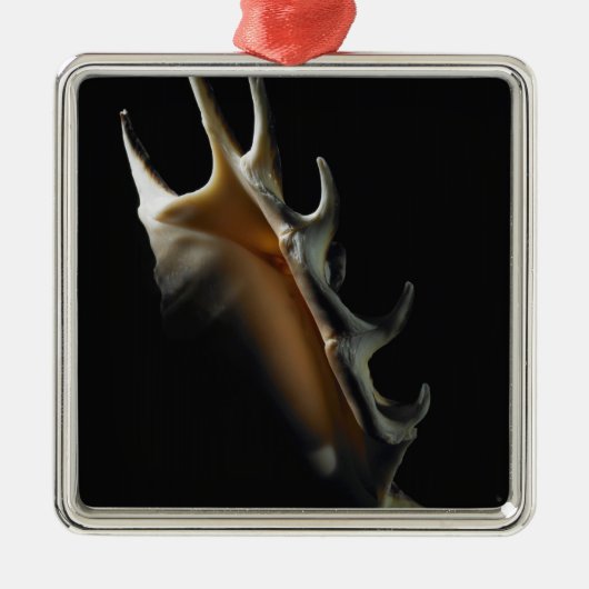 Conch shell metalen ornament (Voorkant)