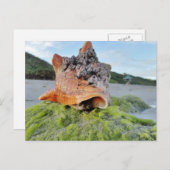 Conch Shell op de Beach Briefkaart (Voorkant / Achterkant)