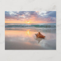 Conch Shell op de Beach | Jamaica