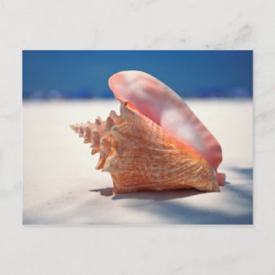 Conch Shell op strand 2 Briefkaart