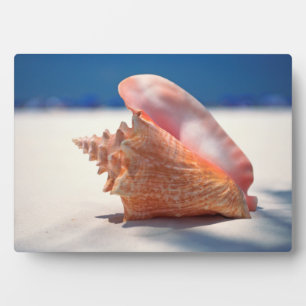 Conch Shell op strand 2 Fotoplaat