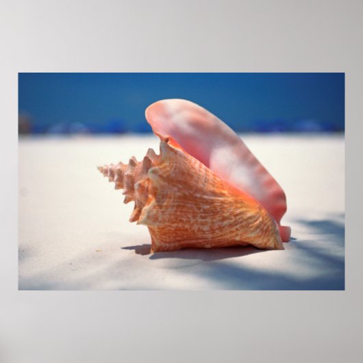 Conch Shell op strand 2 Poster (Voorkant)
