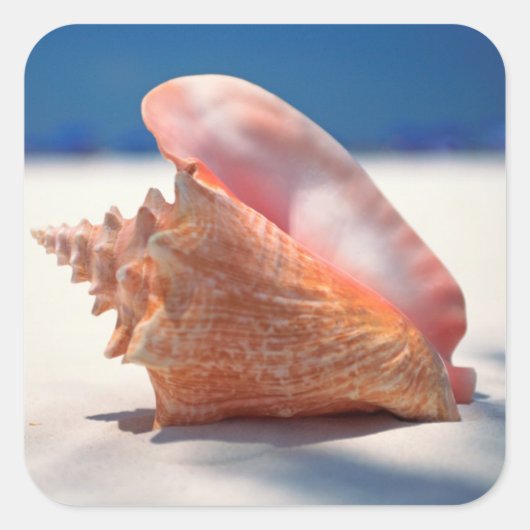 Conch Shell op strand 2 Vierkante Sticker (Voorkant)