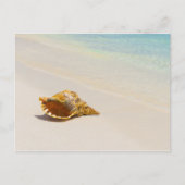 Conch Shell op strand 3 Briefkaart (Voorkant)