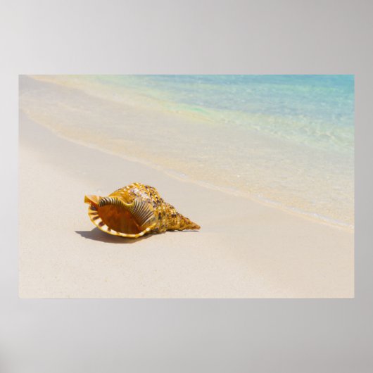 Conch Shell op strand 3 Poster (Voorkant)