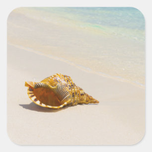 Conch Shell op strand 3 Vierkante Sticker
