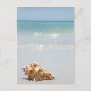 Conch Shell op strand Florida, Sint-Petersburg Briefkaart