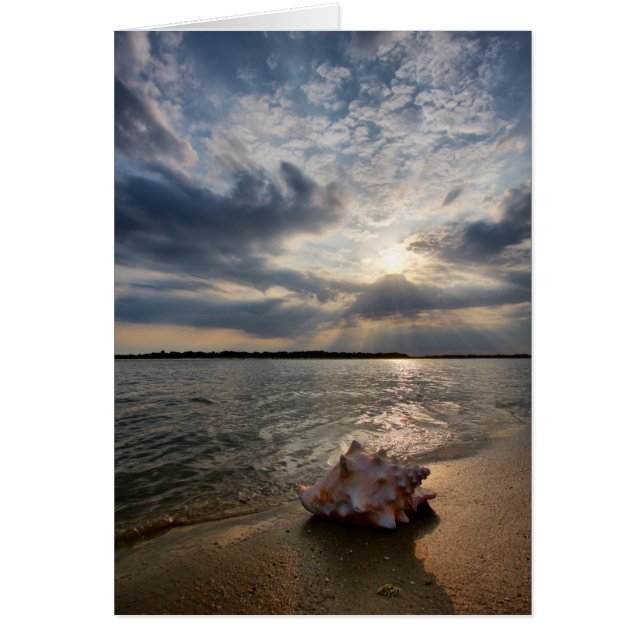 Conch Shell op strand | St. Augustinus, Fl (Voorkant)