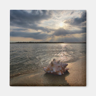 Conch Shell op strand   St. Augustinus, Fl Magneet