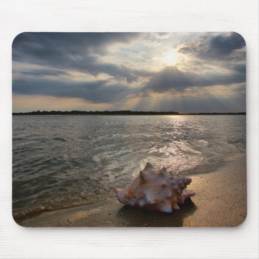 Conch Shell op strand | St. Augustinus, Fl Muismat (Voorkant)