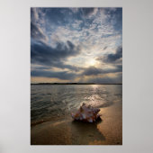 Conch Shell op strand | St. Augustinus, Fl Poster (Voorkant)