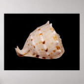 Conch Shell Poster (Voorkant)