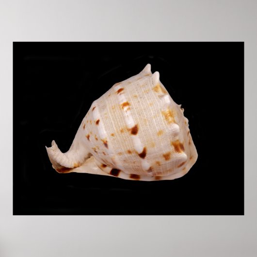 Conch Shell Poster (Voorkant)