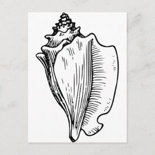 Conch Shell Sketch Briefkaart