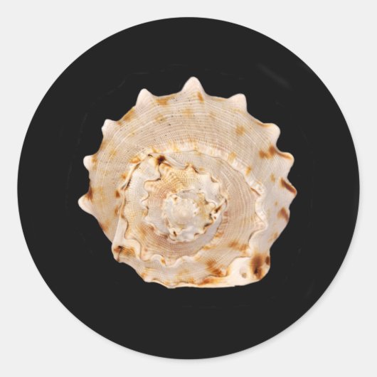 Conch Shell Sticker (Voorkant)