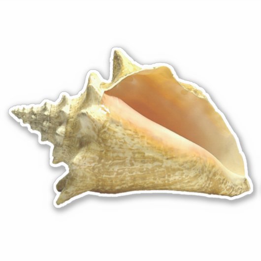Conch Shell Sticker (Voorkant)