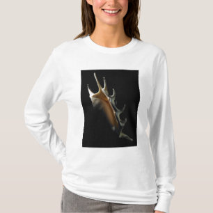 Conch shell t-shirt