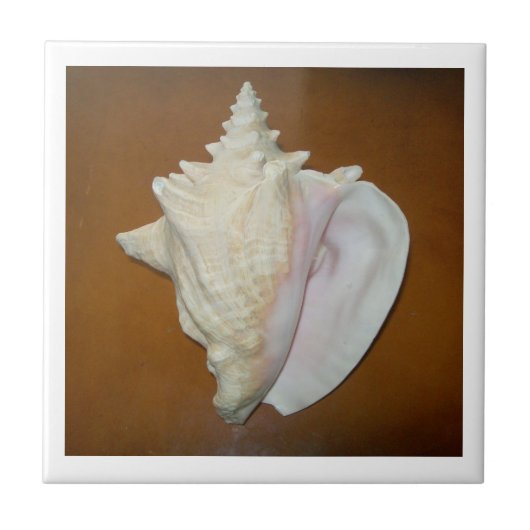 Conch Shell Tegel Tegeltje (Voorkant)