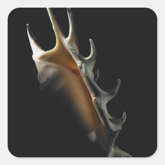Conch shell vierkante sticker (Voorkant)