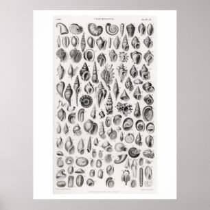 CONCHOLOGIE FOSSILS (SHELLS) DIERLIJKE POSTER