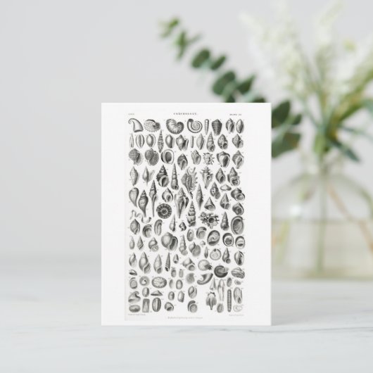 CONCHOLOGY FOSSILS ANIMAAL CHART BRIEFKAART (Staand voorkant)