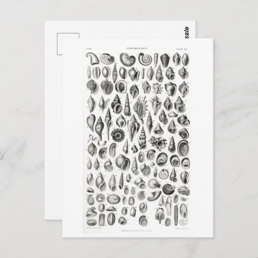 CONCHOLOGY FOSSILS ANIMAAL CHART BRIEFKAART (Voorkant / Achterkant)