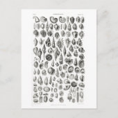 CONCHOLOGY FOSSILS ANIMAAL CHART BRIEFKAART (Voorkant)