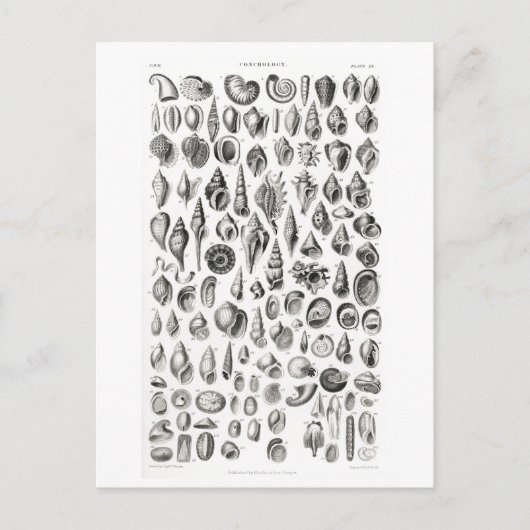 CONCHOLOGY FOSSILS ANIMAAL CHART BRIEFKAART (Voorkant)