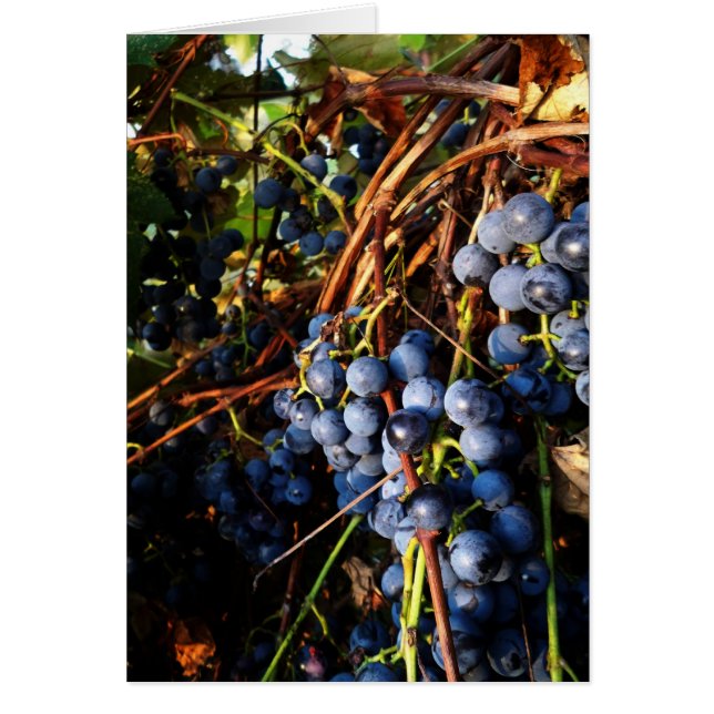 Concord Grape Vines Card (Voorkant)