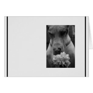 condoleances voor zwart en wit