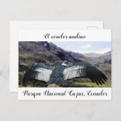 Cóndor Andino Briefkaart (Voorkant / Achterkant)