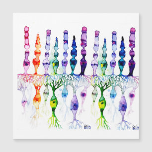 Cone-cellen en bipolaire neurond van het netvlies