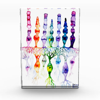 Cone-cellen en bipolaire neurond van het netvlies fotoblokken