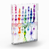 Cone-cellen en bipolaire neurond van het netvlies fotoblokken (Links)