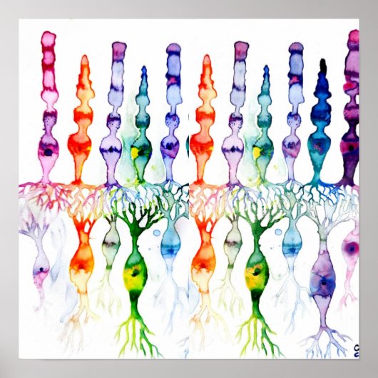 Cone-cellen en bipolaire neurond van het netvlies poster (Voorkant)