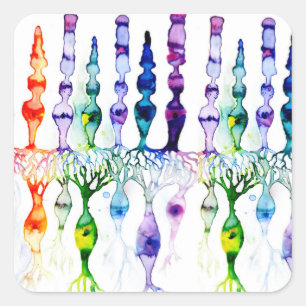 Cone-cellen en bipolaire neurond van het netvlies vierkante sticker