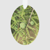 Cône de semences Bald Cypress (dos)