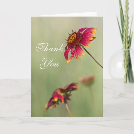 Cone Flowers beginnen te bloeien Dank je. Bedankkaart (Voorkant)