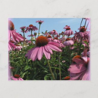 Cone Flowers Briefkaart