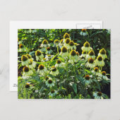 Cone Flowers, Bute Park, Cardiff, Wales Briefkaart (Voorkant / Achterkant)