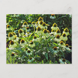 Cone Flowers, Bute Park, Cardiff, Wales Briefkaart