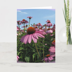 Cone Flowers Wenskaart Kaart