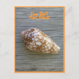 Cone Shell Briefkaart